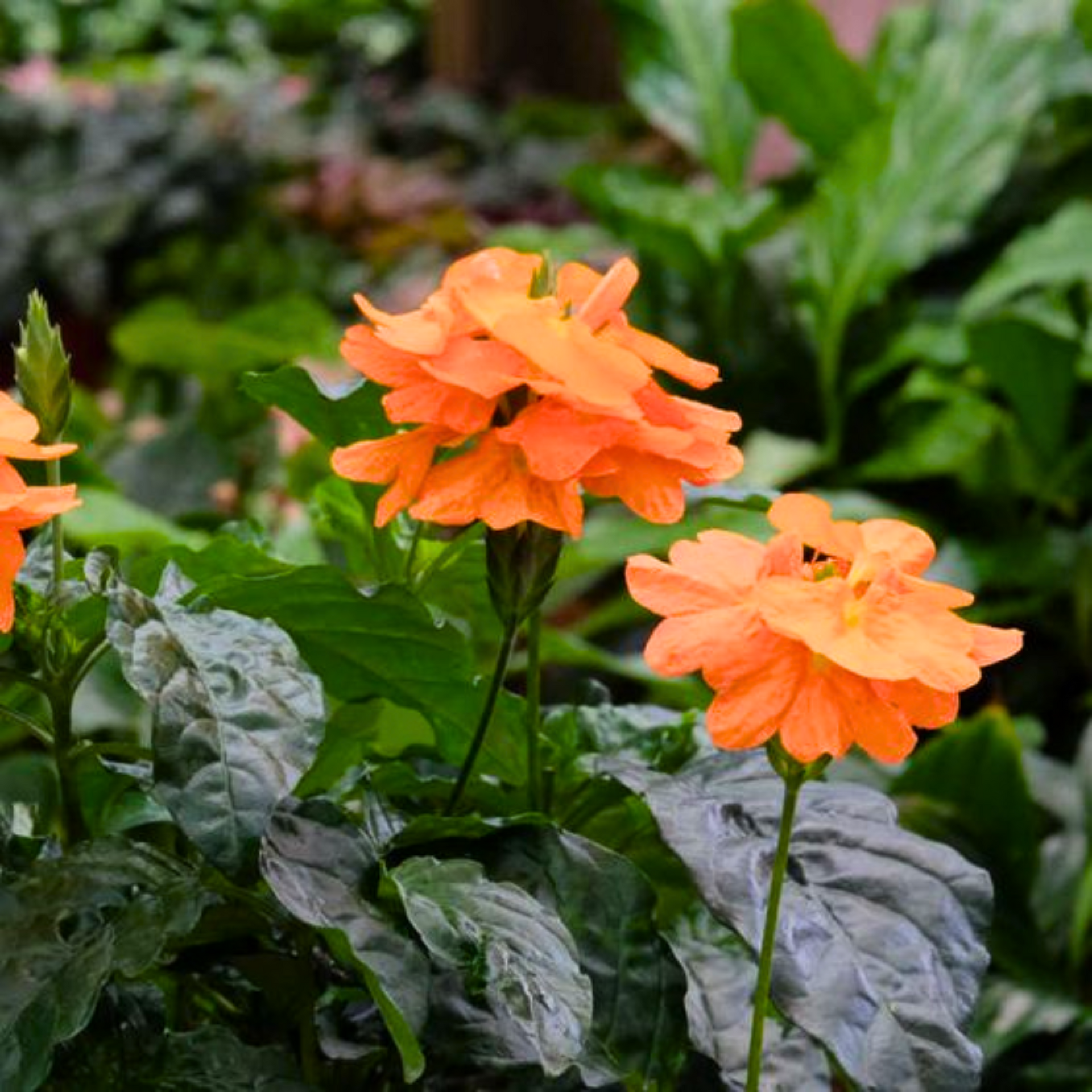 Green Paradise crossandra Plant Aboli Plant live sapling Plant