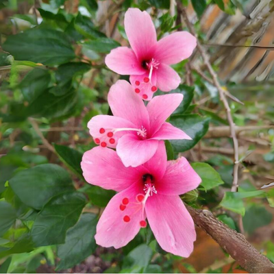 Green Paradise Mini Pink Hibiscus Plant