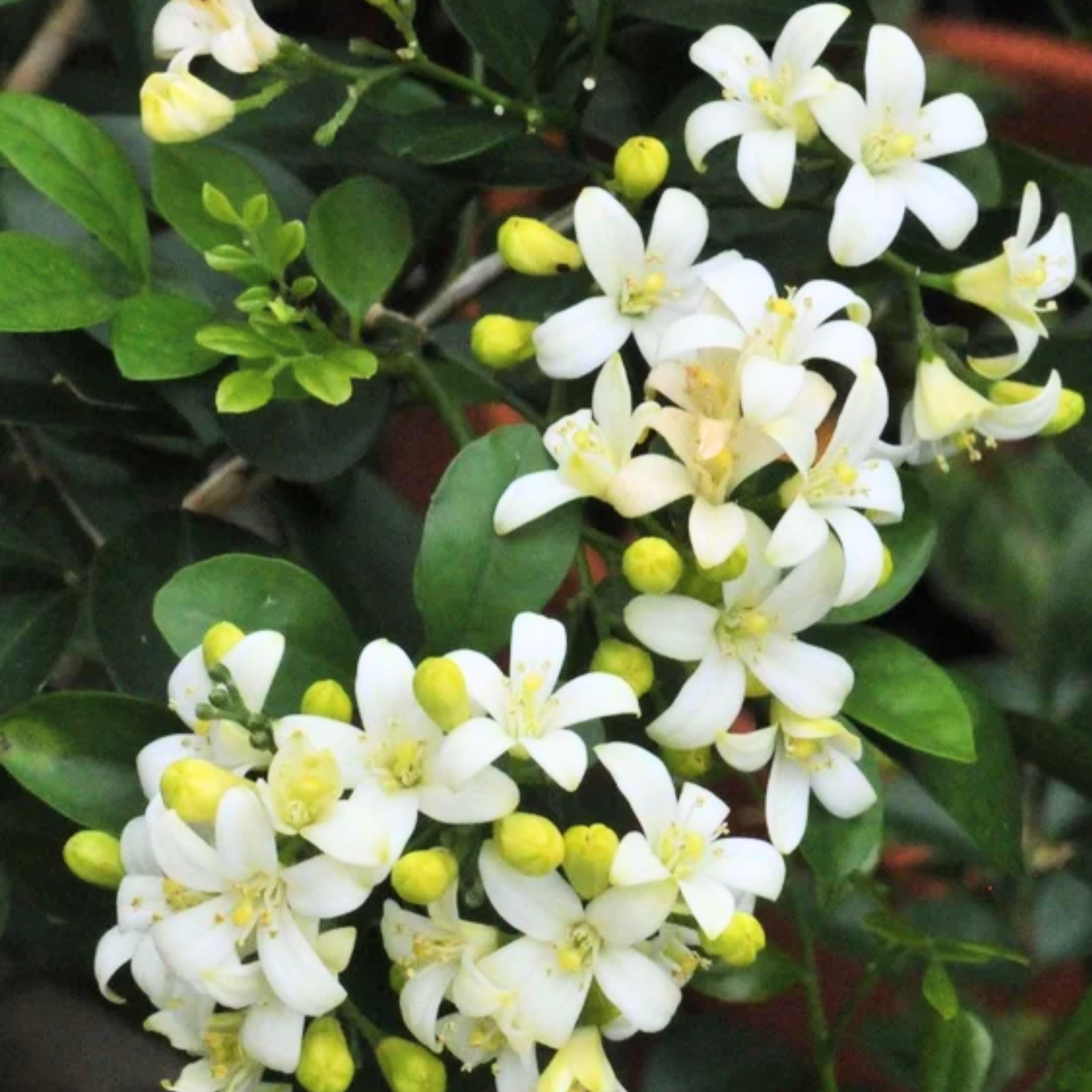 Mini Murraya Paniculata Madhukamini Amazing Jasmine Fragrant Full Year Flowering Plant