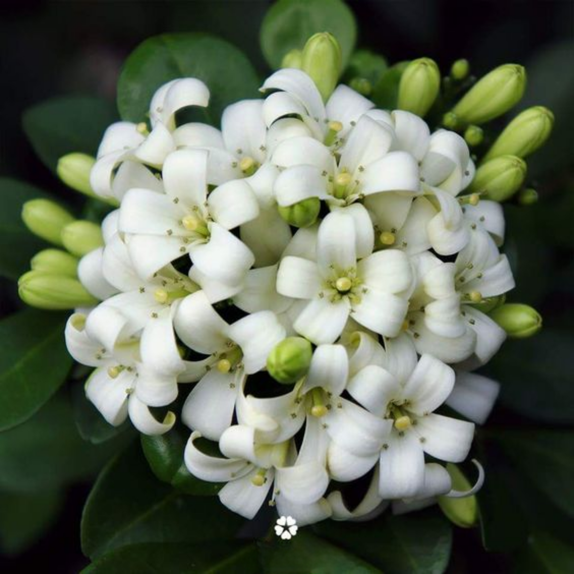 Mini Murraya Paniculata Madhukamini Amazing Jasmine Fragrant Full Year Flowering Plant