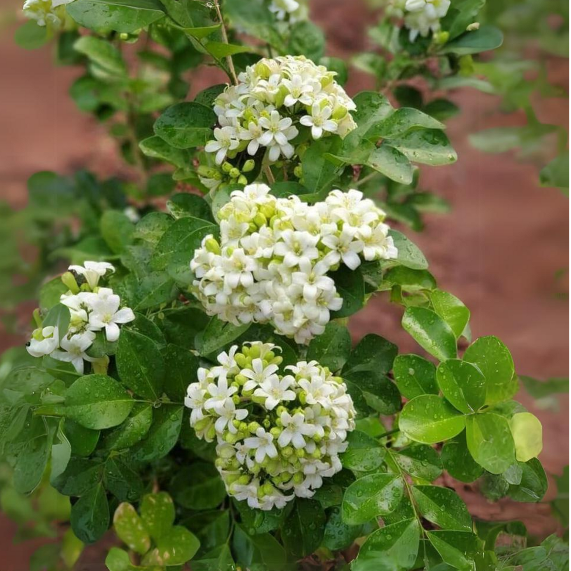 Mini Murraya Paniculata Madhukamini Amazing Jasmine Fragrant Full Year Flowering Plant