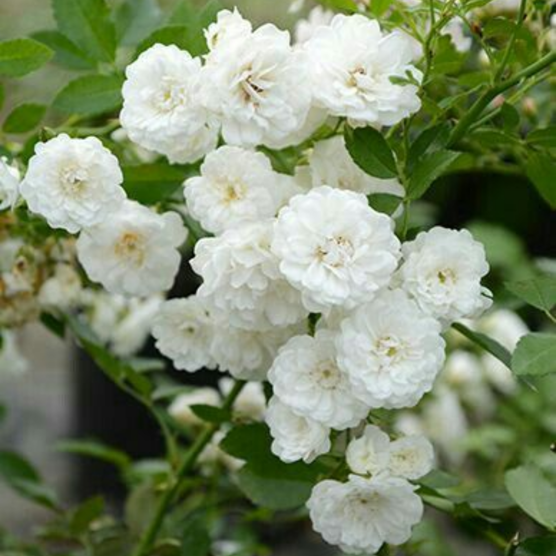 Summersnow Rose Bunch Roses Throneless Roses Plant