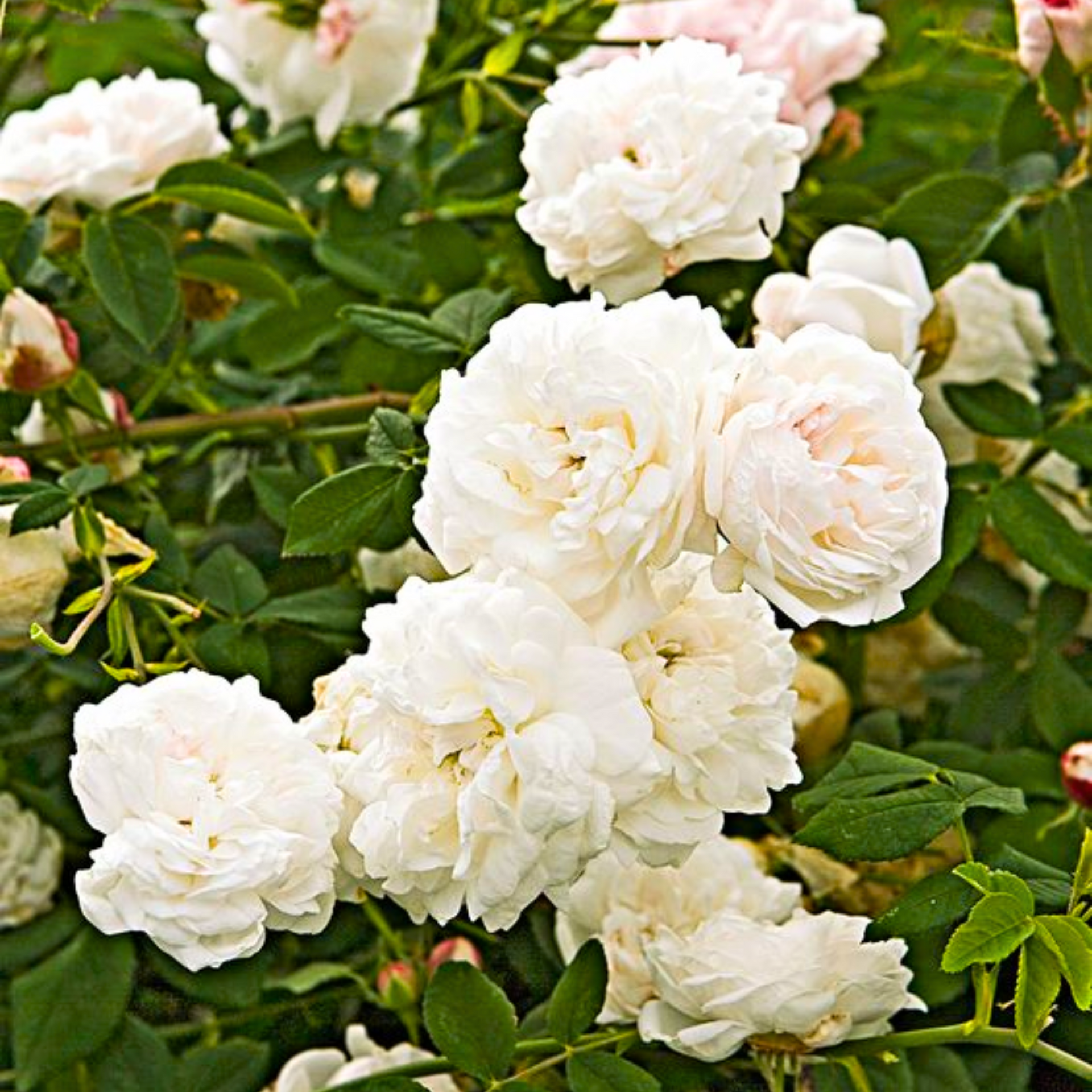 Mini White Bunch Rose Plant