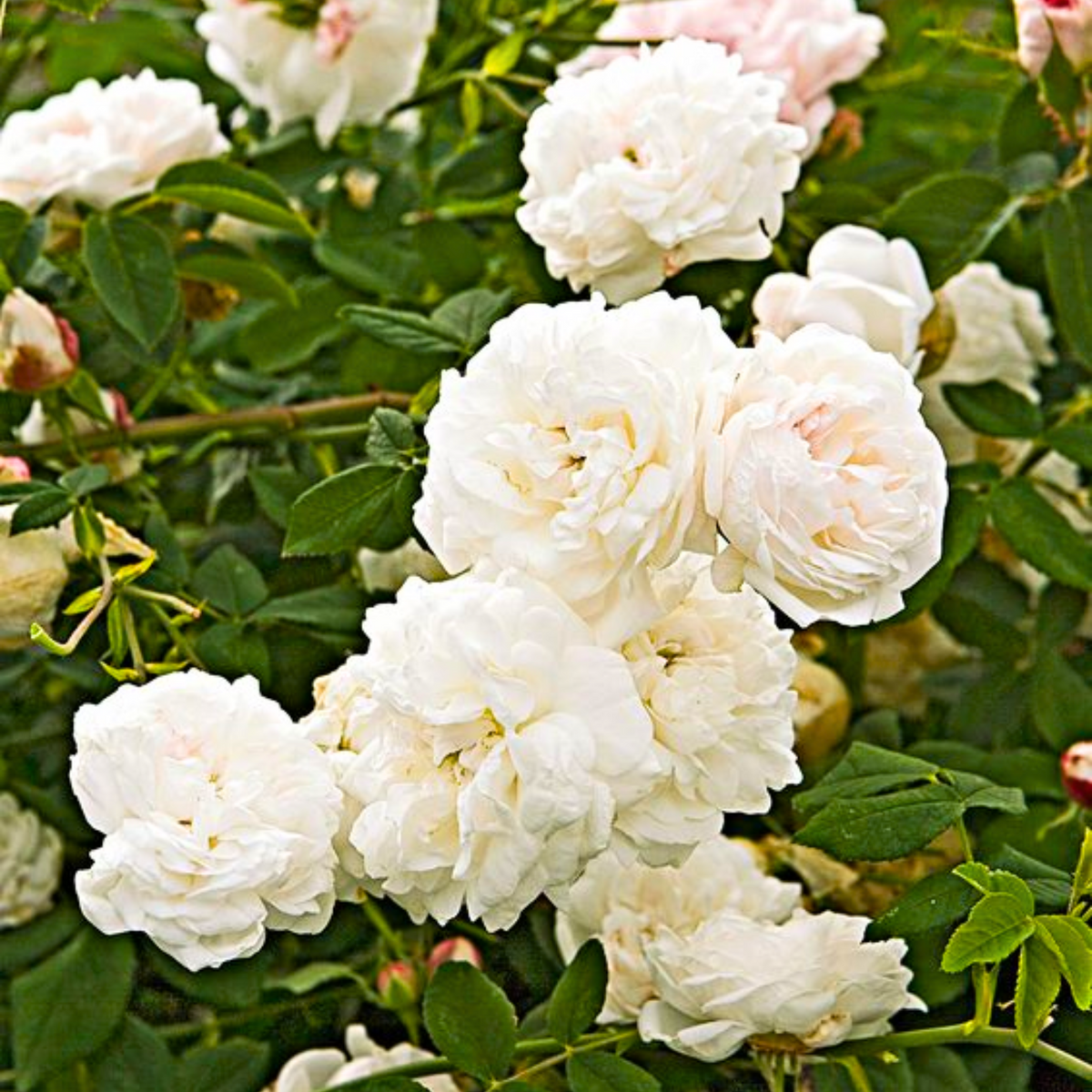 Compact White Roses Mini White Bunch Rose Plant – GreenParadiseLive