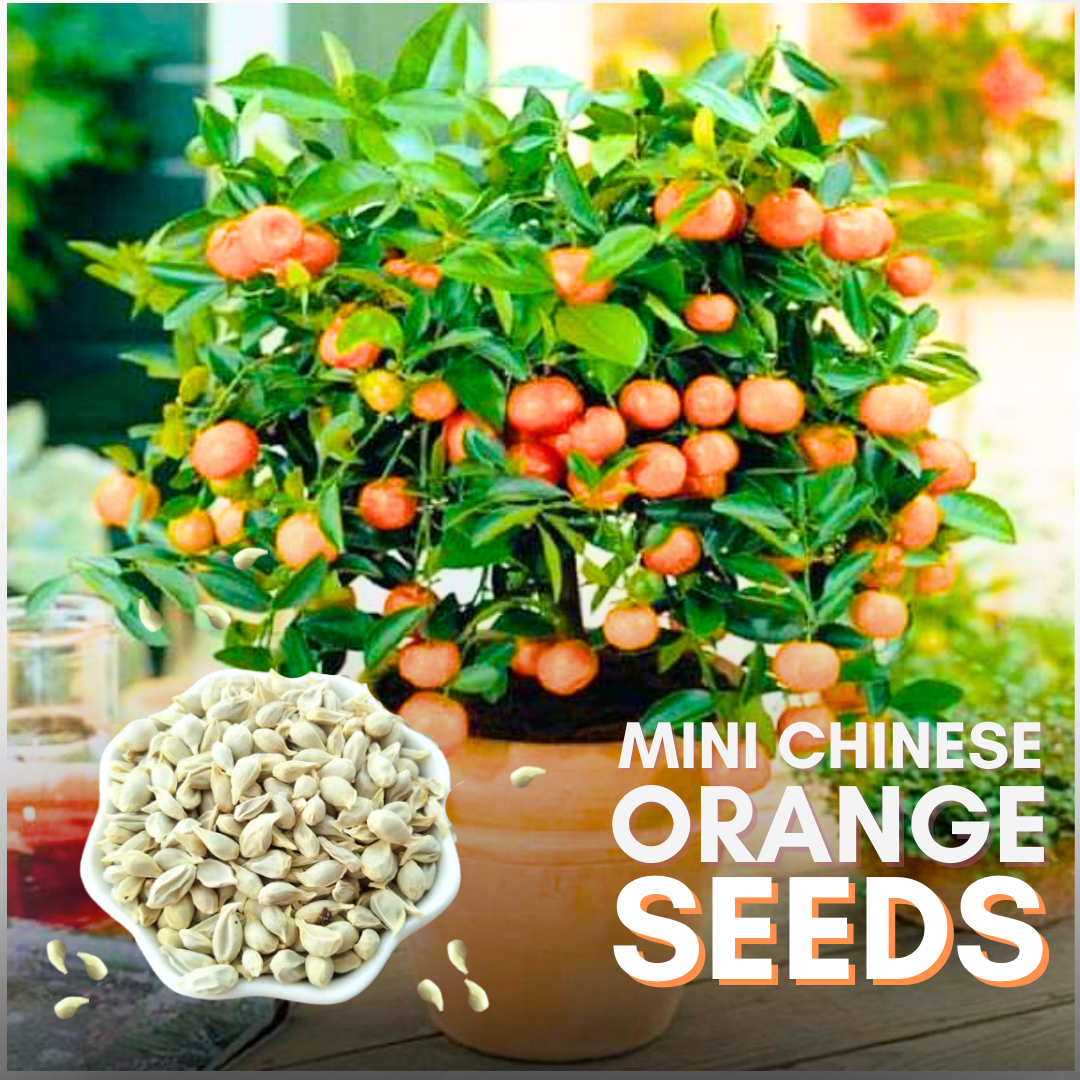 Mini Chinese Orange Seeds (pack of 10) Suitable for Bonsai with free Soil Media for Growing