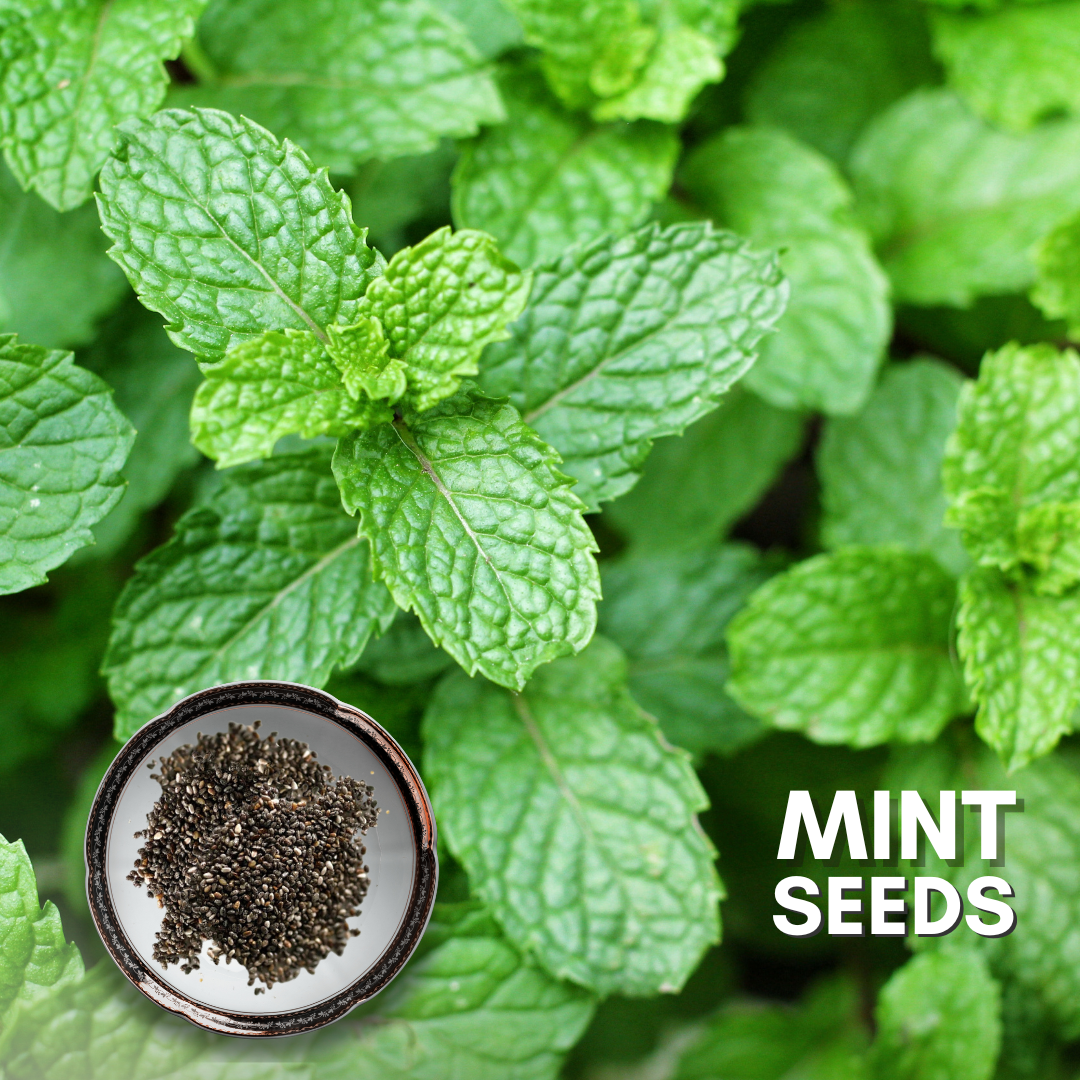 Green Paradise® Mint IMP. (Herbs) Seeds Pack