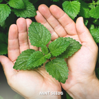 Green Paradise® Mint IMP. (Herbs) Seeds Pack