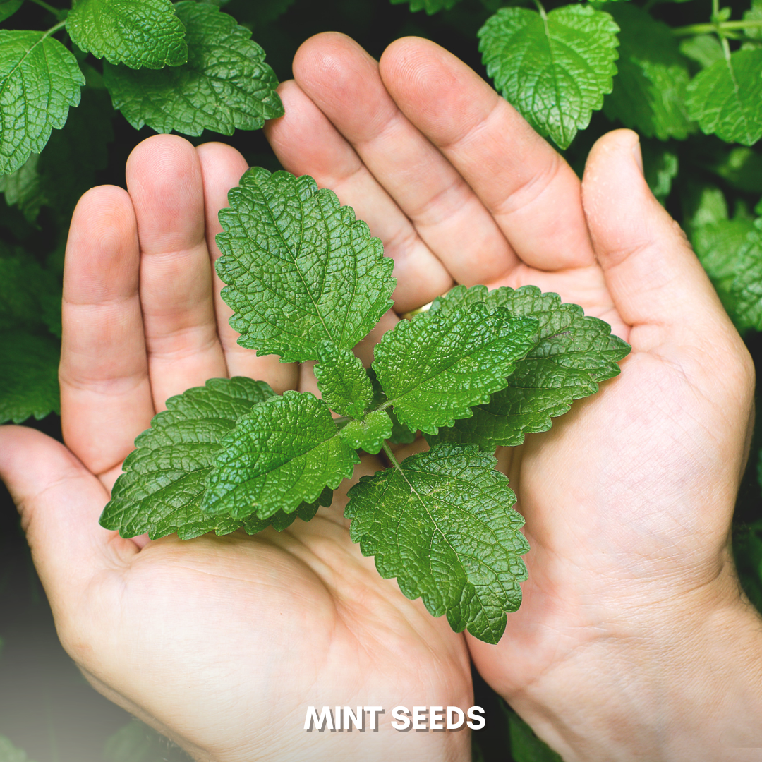 Green Paradise® Mint IMP. (Herbs) Seeds Pack