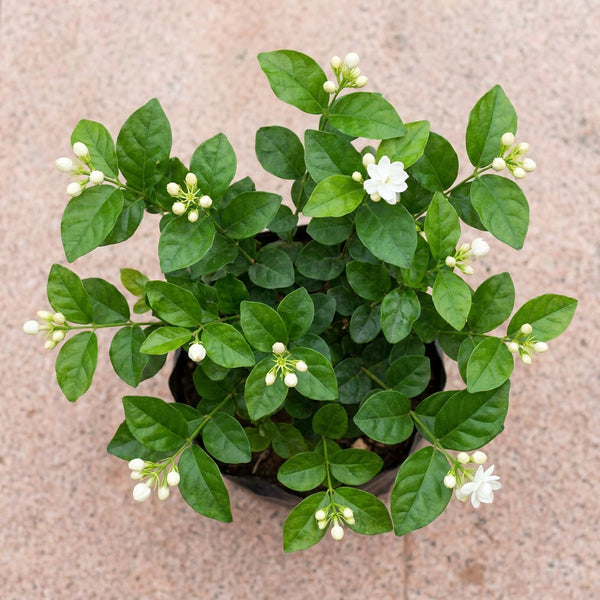 Green Paradise® Exclusive Live Moti Mogra Plant (Jasminum sambac) – Fragrant Arabian Jasmine for Home & Garden