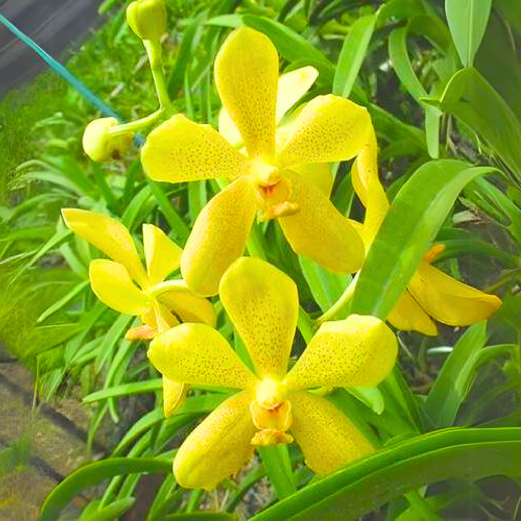 Mokara Orchid Live Plant (set of 3) without Pot