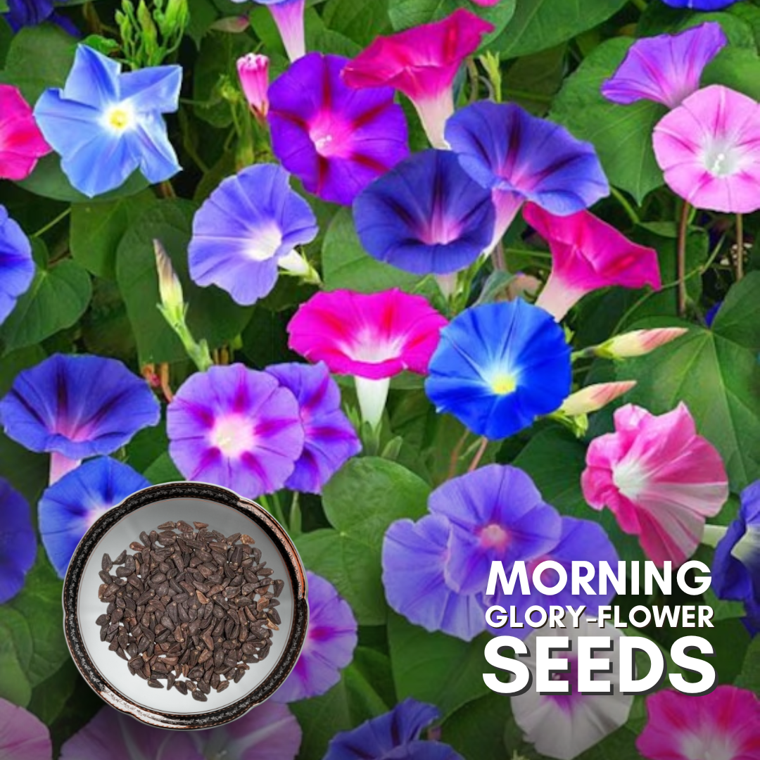 Green Paradise® Morning Glory (Improved) Seeds Pack