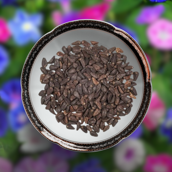 Green Paradise® Morning Glory (Improved) Seeds Pack