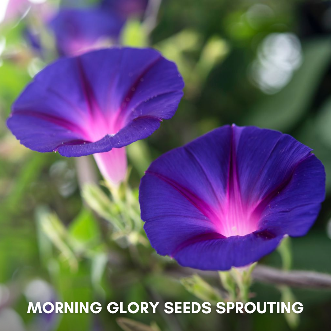 Green Paradise® Morning Glory (Improved) Seeds Pack