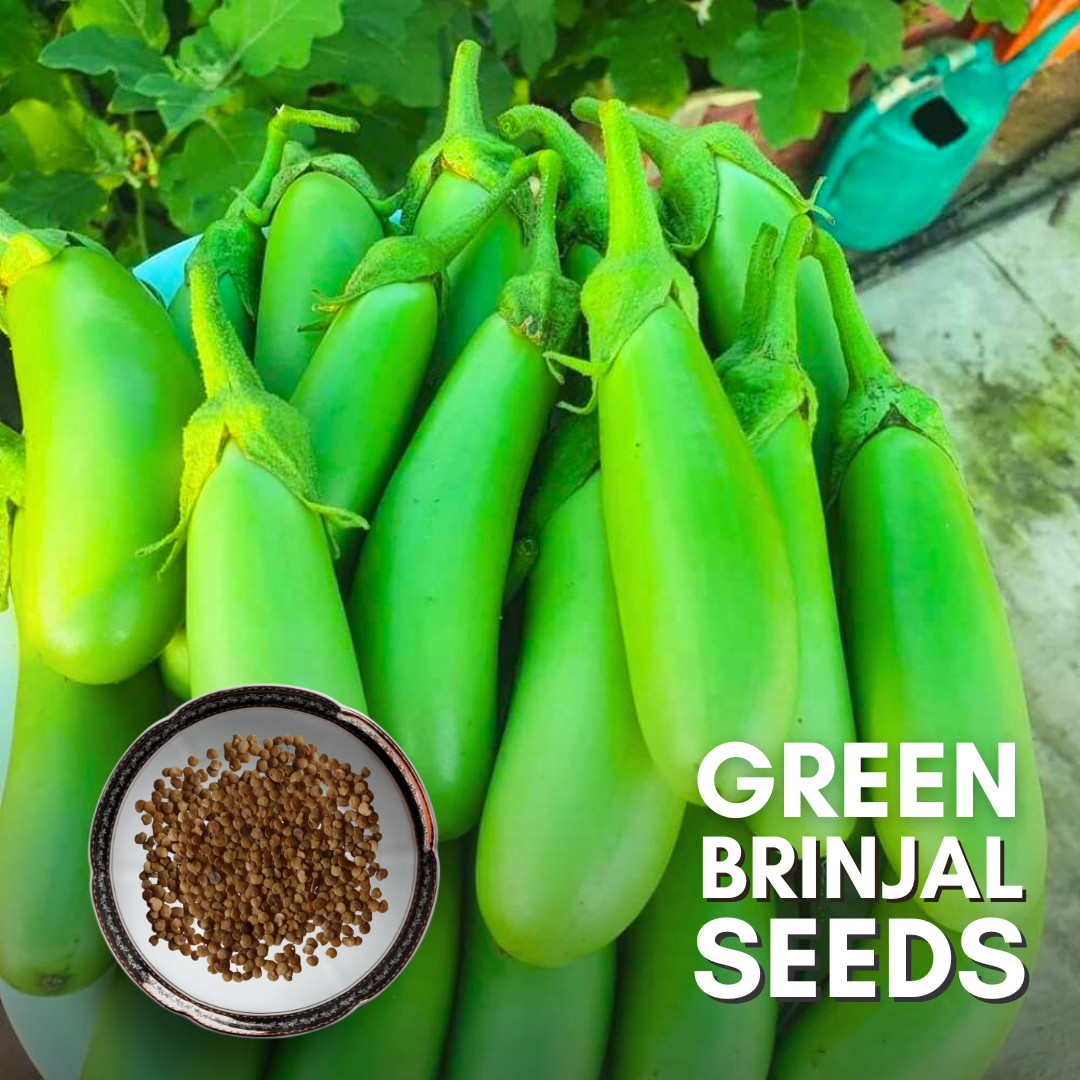 Green Paradise® Green Brinjal F1 Hybrid Seeds Pack