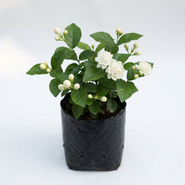 Green Paradise® Exclusive Live Moti Mogra Plant (Jasminum sambac) – Fragrant Arabian Jasmine for Home & Garden
