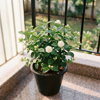 Green Paradise® Exclusive Live Moti Mogra Plant (Jasminum sambac) – Fragrant Arabian Jasmine for Home & Garden