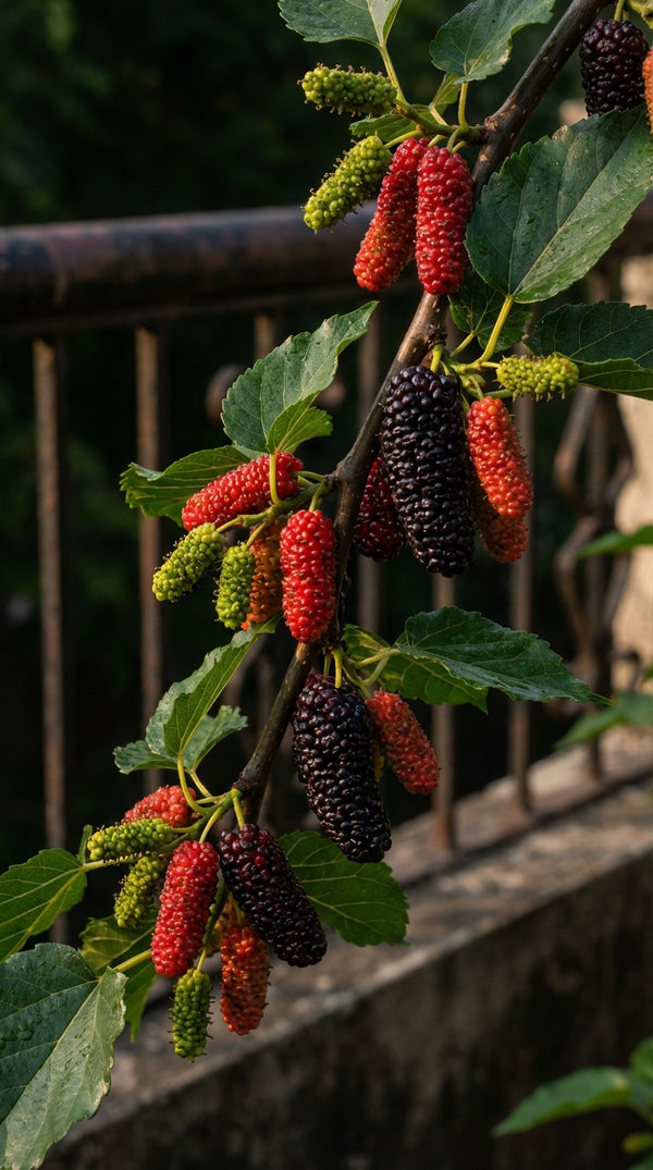 fresh mulberries on taiwan mulberry plant