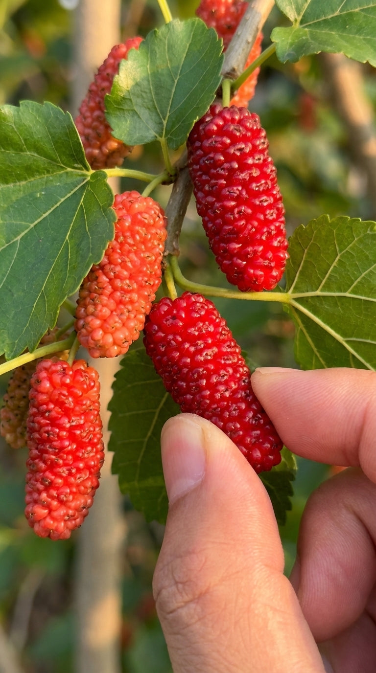 mulberry plant for terrace gardening india