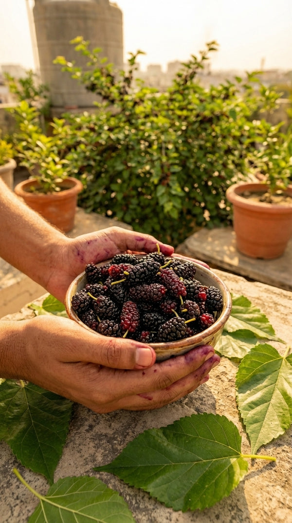 fast growing fruit plant mulberry tree