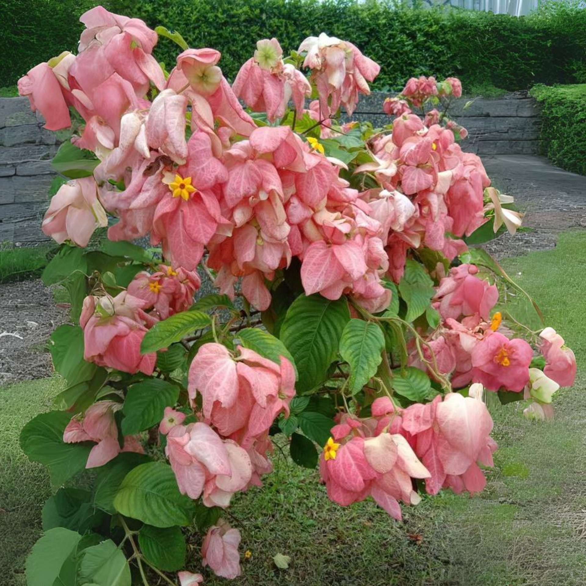 Musanda Pink Live Plant