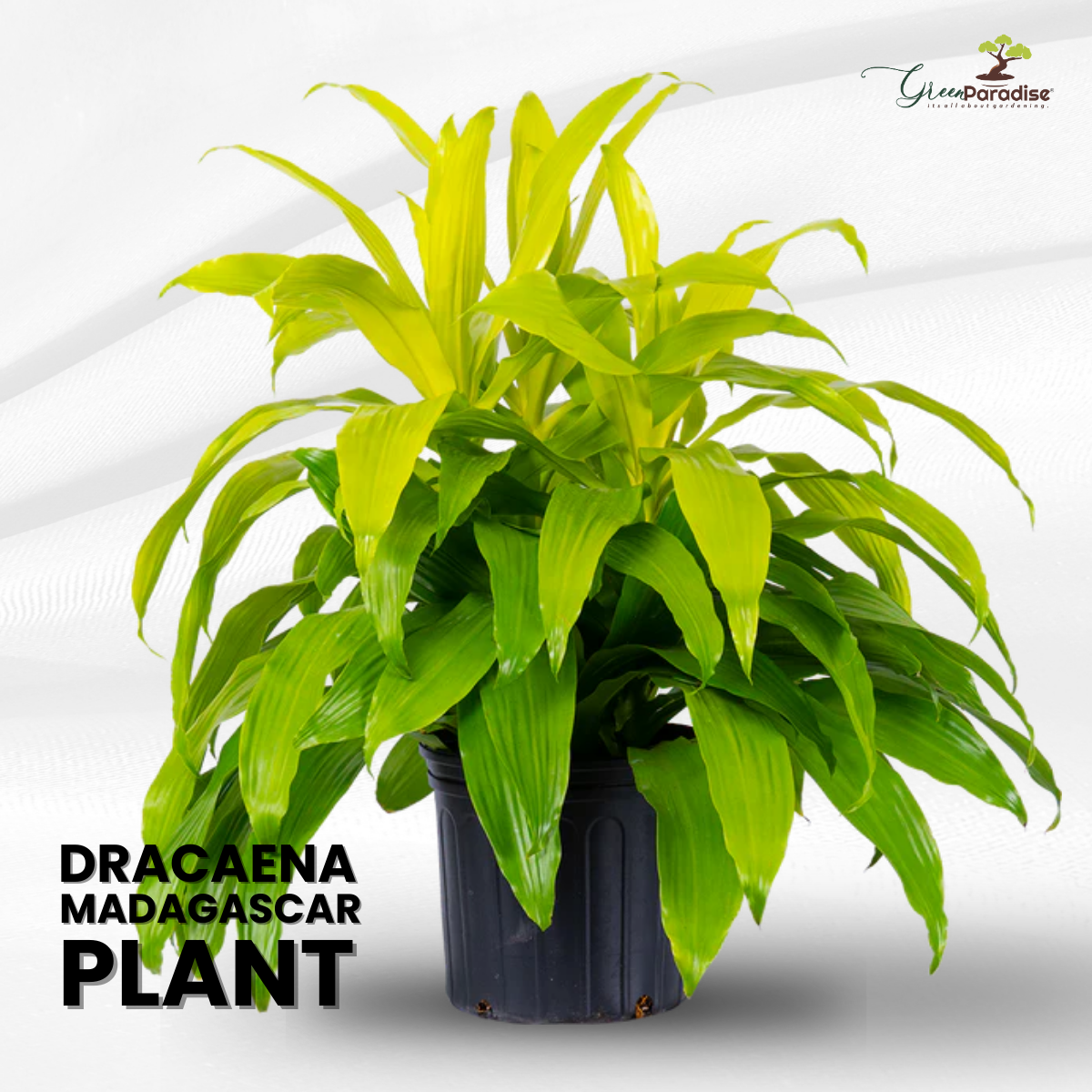 New Dracaena Madagascar Dragon Tree Limelight Live Plant with Pot