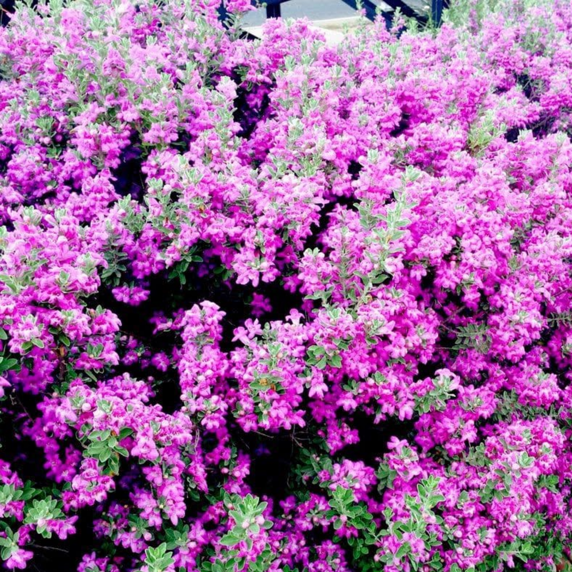 Nikotia Leucophyllum Texas Sage Live Plant