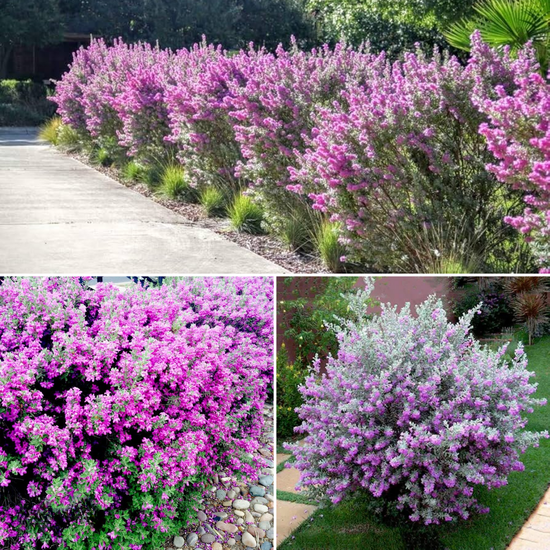 Nikotia Leucophyllum Texas Sage Live Plant