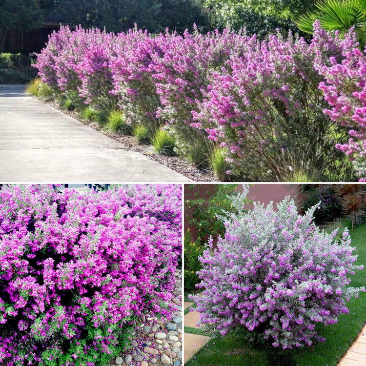Nikotia Leucophyllum Texas Sage Live Plant – GreenParadiseLive