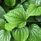 Nagarvel Betel Leaf Plant