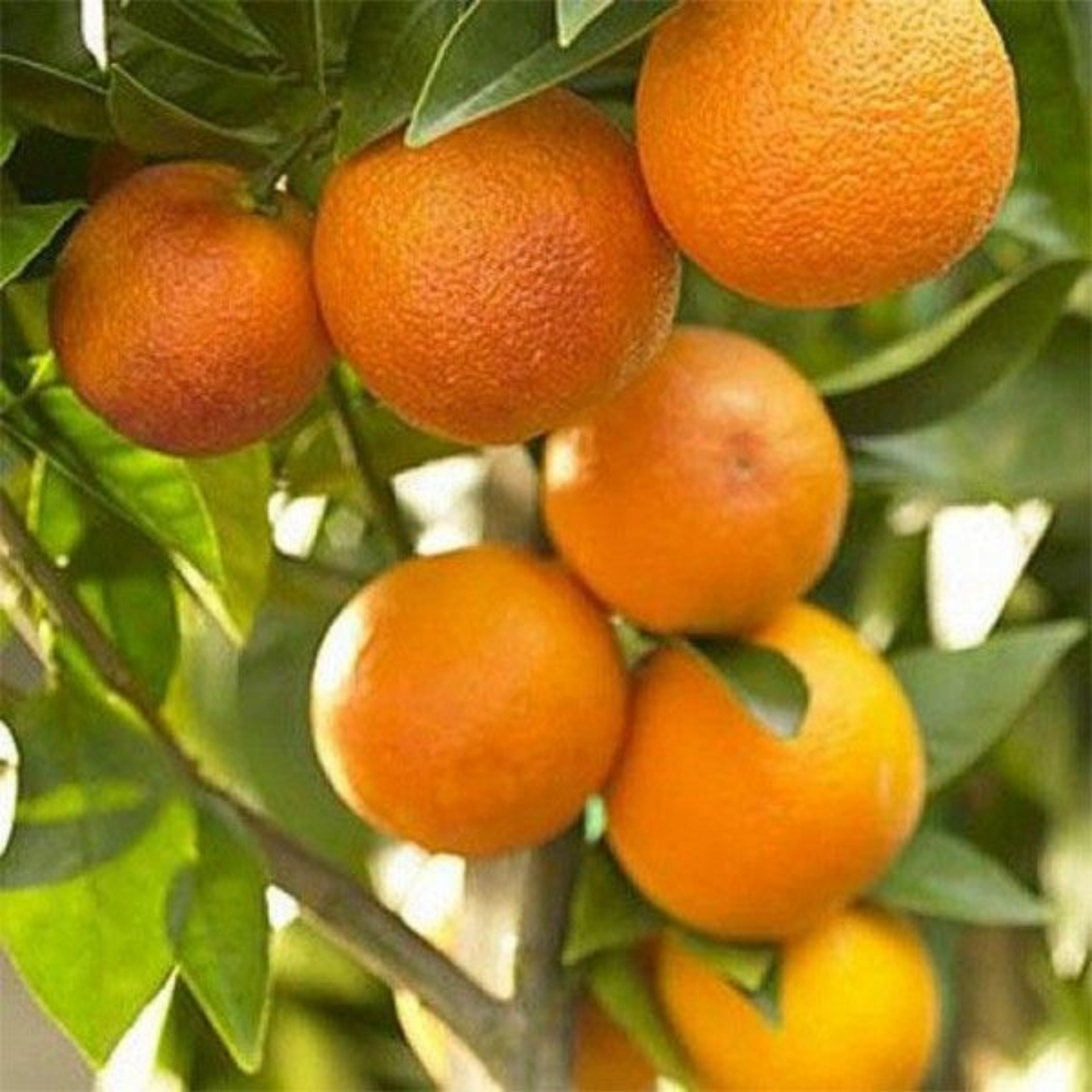 Bonsai suitable Delicious SWEET NAGPUR ORANGE Plant All Season1 Live Plant