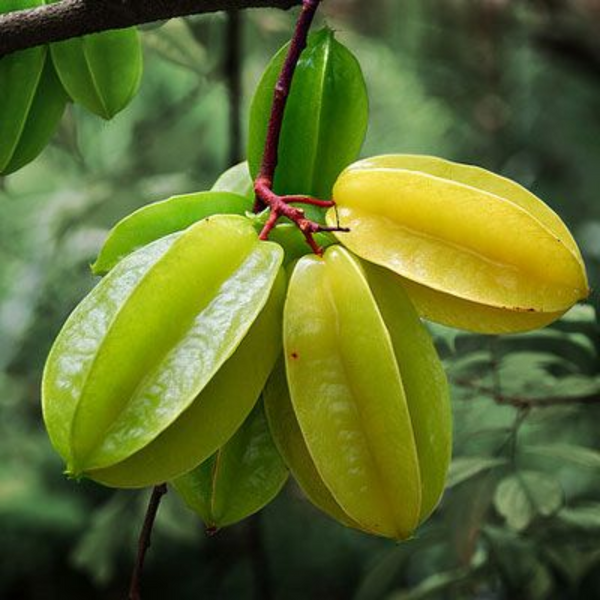 Sweet Star Fruit Live Plant