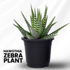 Haworthia Zebra Plant