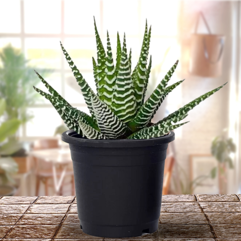 Haworthia Zebra Plant