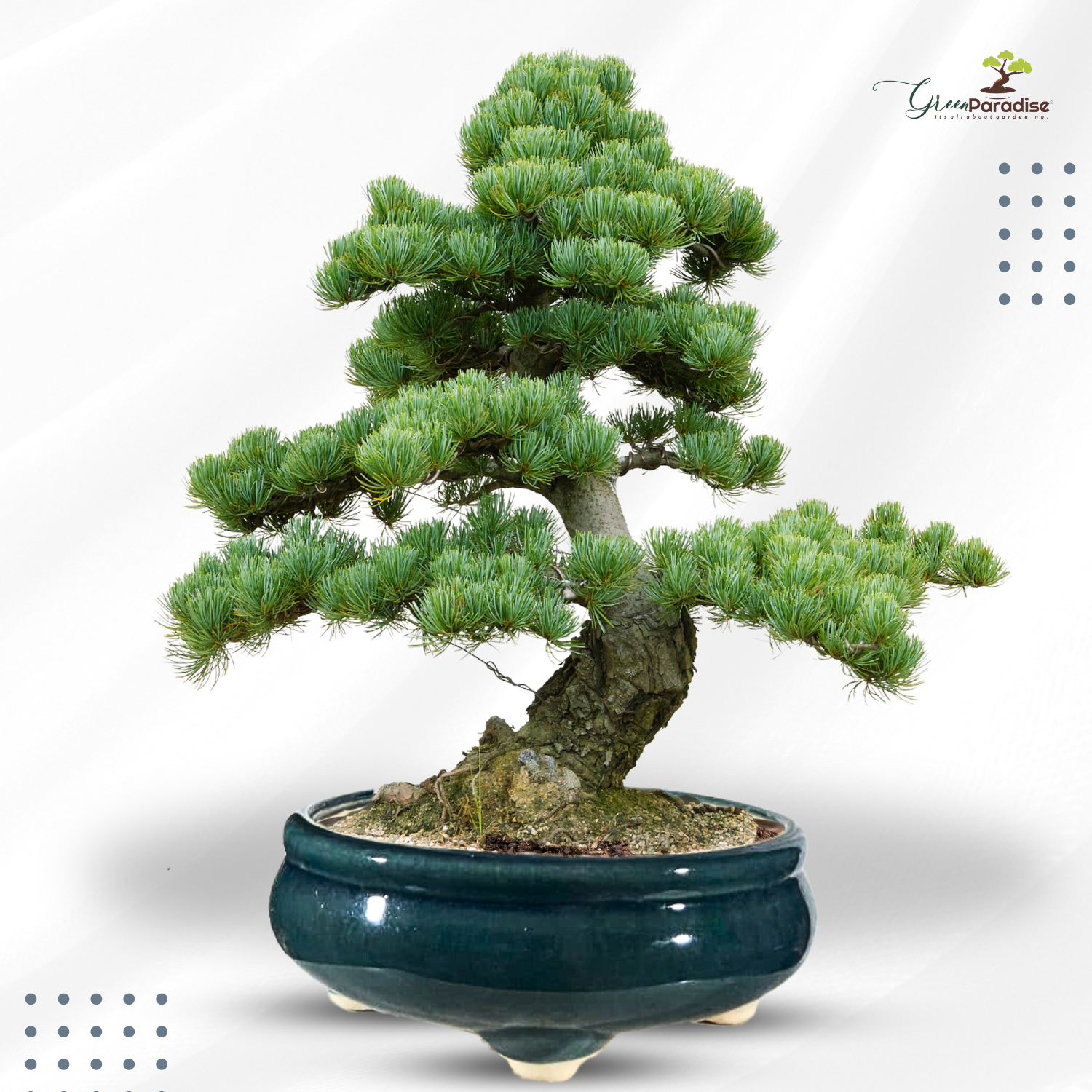 Green Paradise® Round Glossy Ceramic Pot for Bonsai Trees