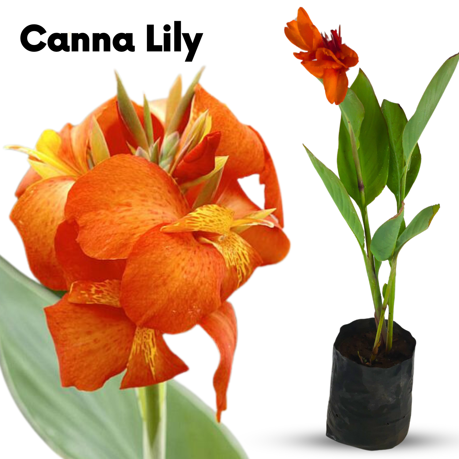 Green Paradise® Canna Lily (Orang Flowering) Healthy Live Plant