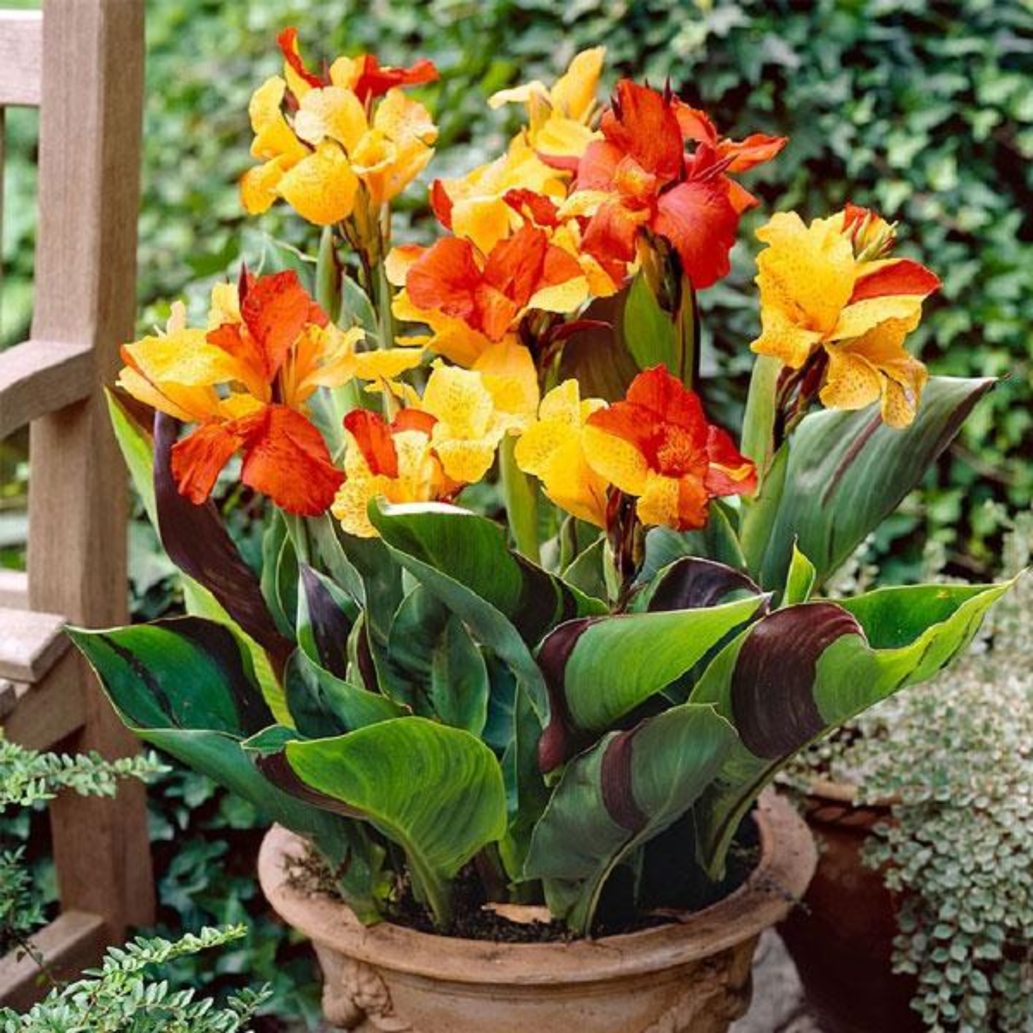 Green Paradise® Canna Lily (Orang Flowering) Healthy Live Plant