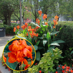 Green Paradise® Canna Lily Flowering Plant Bulbs (Pack Of 3)