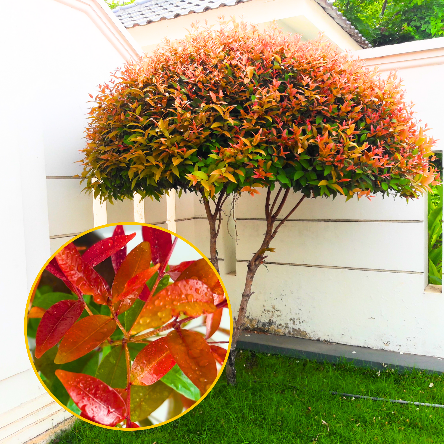 Green Paradise® Cristina (Syzygium Campanulatum) Healthy Live Plant