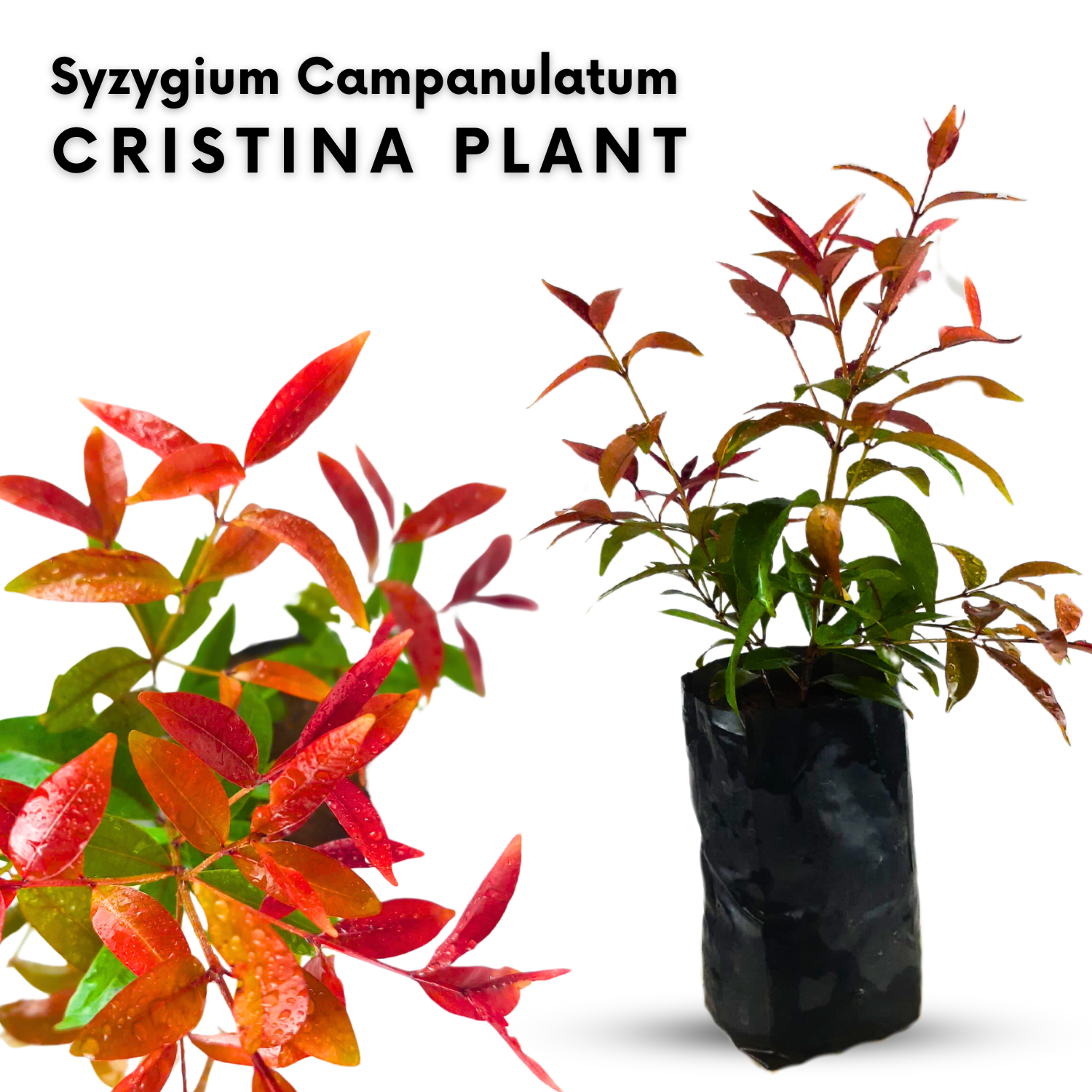 Green Paradise® Cristina (Syzygium Campanulatum) Healthy Live Plant