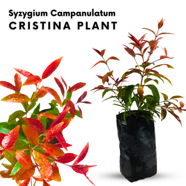 Green Paradise® Cristina (Syzygium Campanulatum) Healthy Live Plant