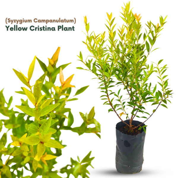 Green Paradise® Cristina Yellow (Syzygium Campanulatum) Healthy Live Plant