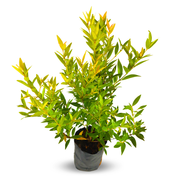 Green Paradise® Cristina Yellow (Syzygium Campanulatum) Healthy Live Plant