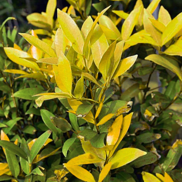 Green Paradise® Cristina Yellow (Syzygium Campanulatum) Healthy Live Plant