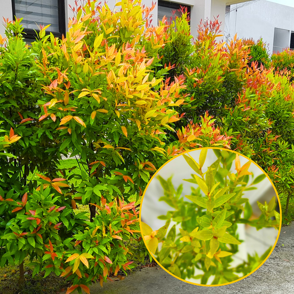 Green Paradise® Cristina Yellow (Syzygium Campanulatum) Healthy Live Plant