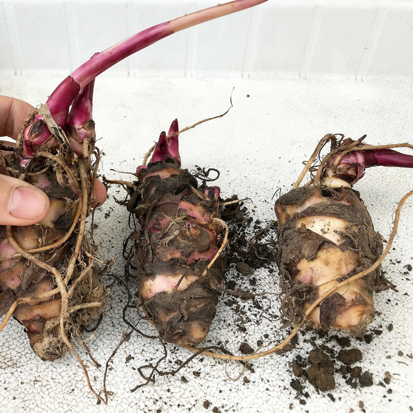 Green Paradise® Canna Lily Flowering Plant Bulbs (Pack Of 3)