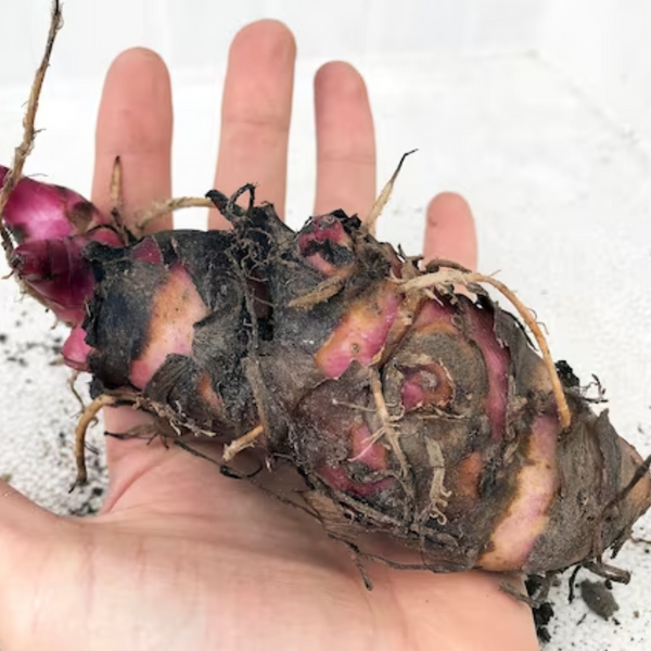 Green Paradise® Canna Lily Flowering Plant Bulbs (Pack Of 3)