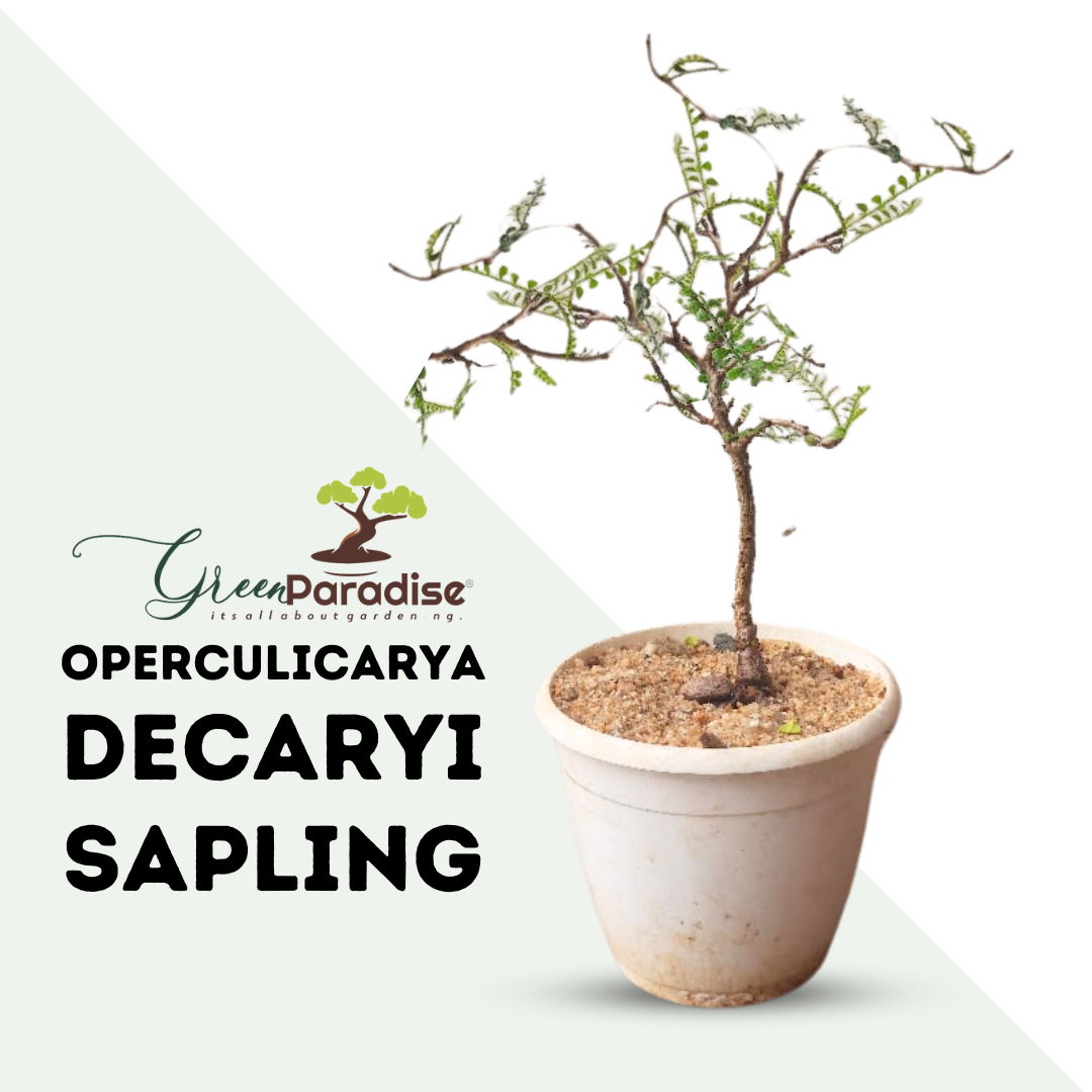 Operculicarya decaryi Elephant Tree Bonsai Suitable Small Sapling Tree Live Plant with Pot