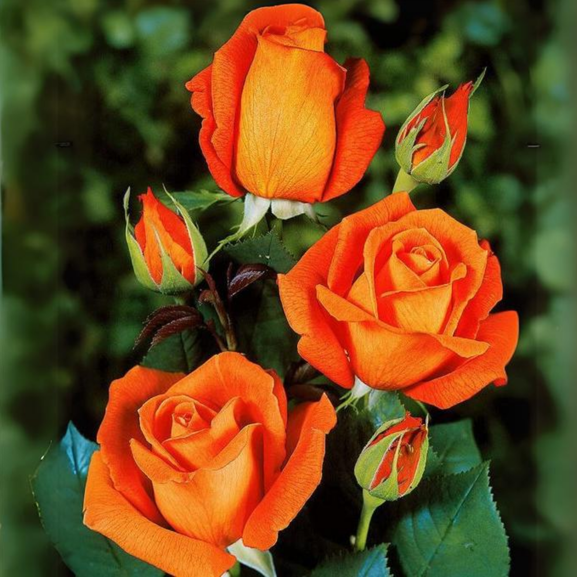 Exclusive Live dutch rose Plant