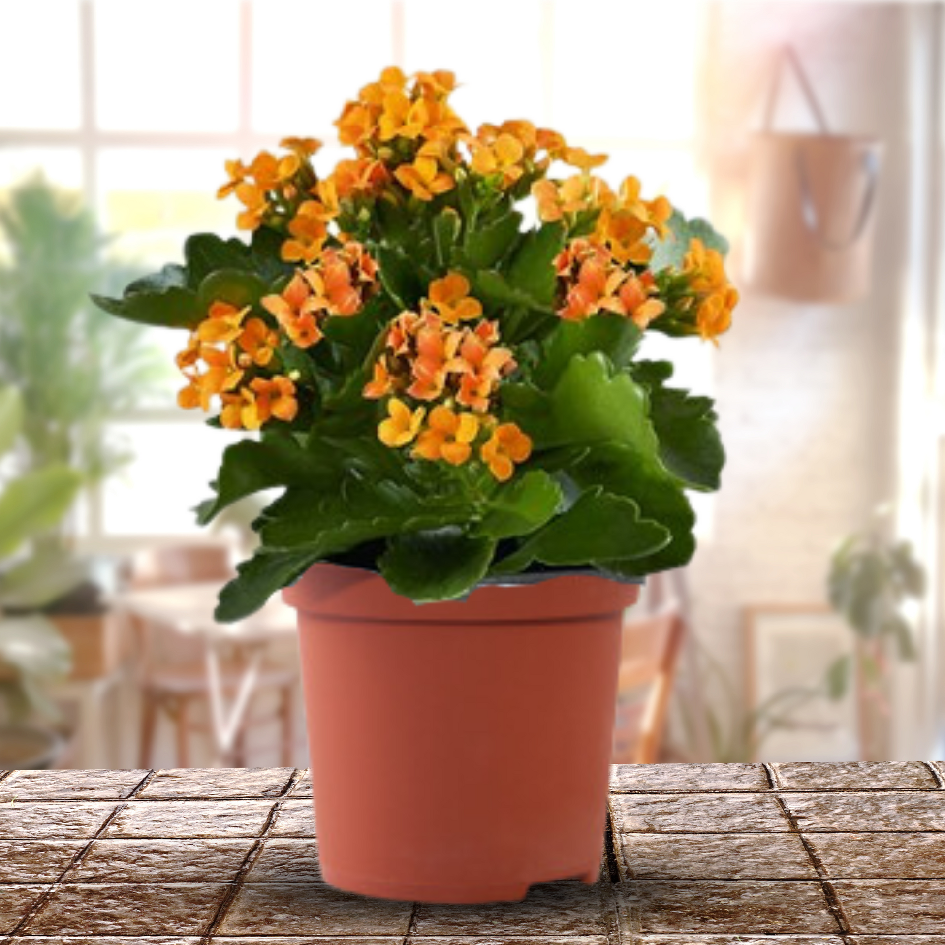 Kalanchoe Plants With Pot