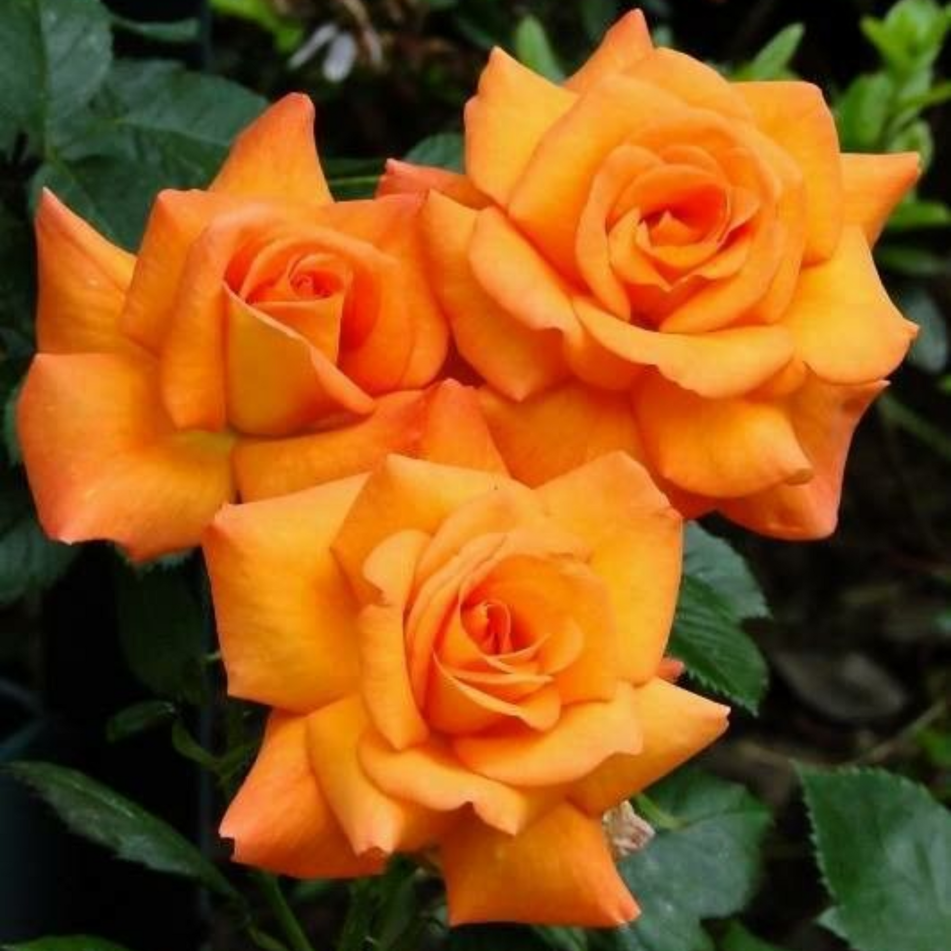 English Rose Plant (Orange)